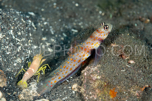 spotted shrimpgoby with commensal shrimp