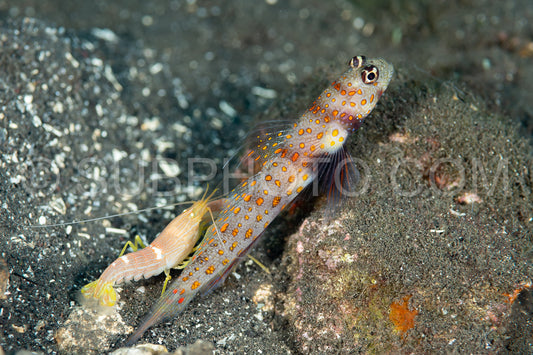 spotted shrimpgoby with commensal shrimp