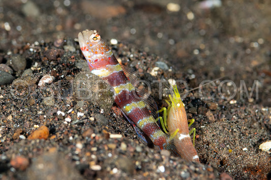gorgeous shrimpgoby with commensal shrimp