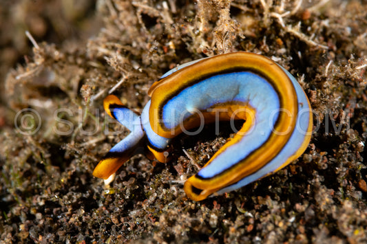 sea slug nudibranch  Thurdilla lineolata