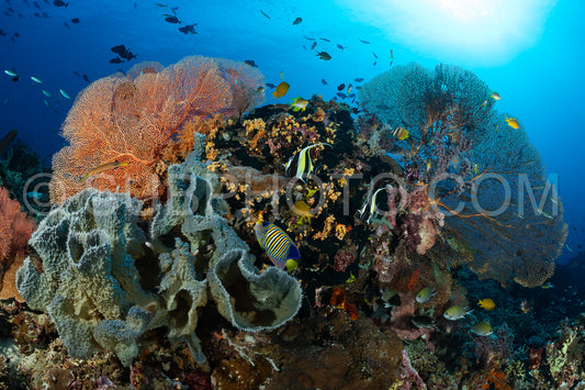 soft and hard coral reef with school of colorful fish