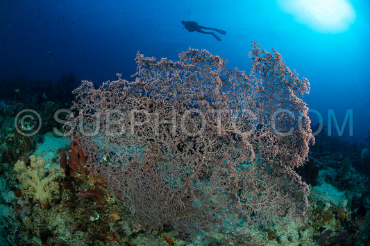 woman diver with gorgonian