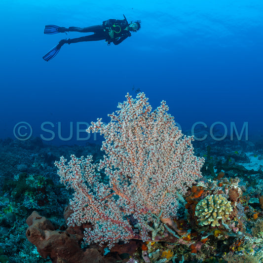 woman diver with gorgonian