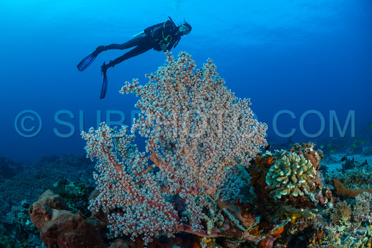 woman diver with gorgonian
