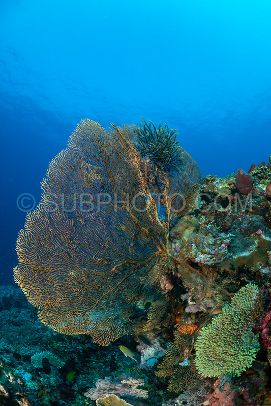 soft and hard coral reef with school of colorful fish