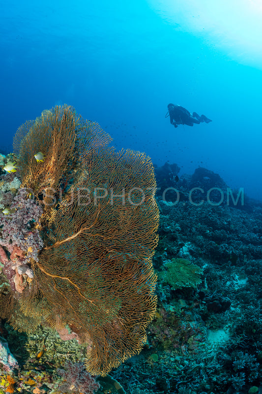 woman diver with gorgonian