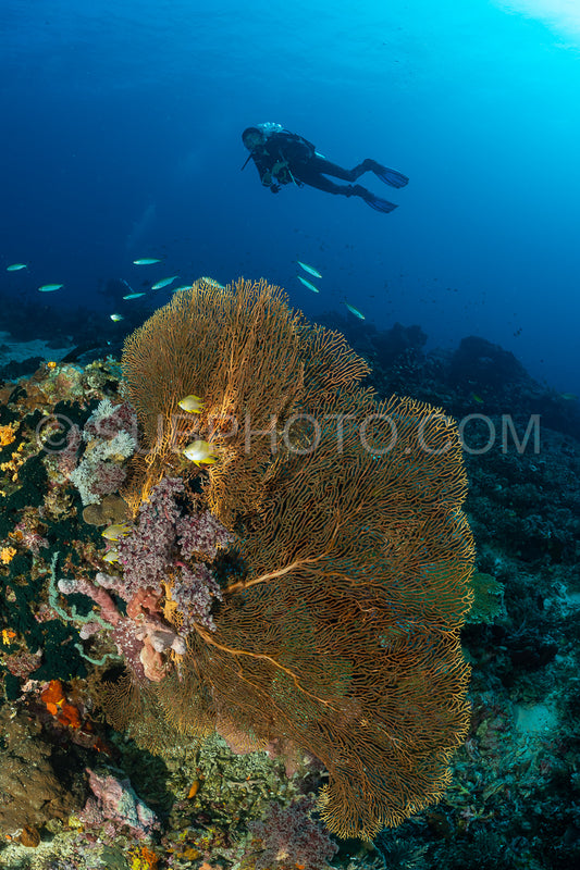 woman diver with gorgonian