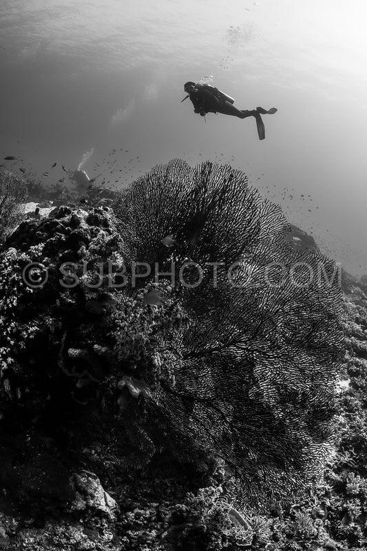 woman diver with gorgonian