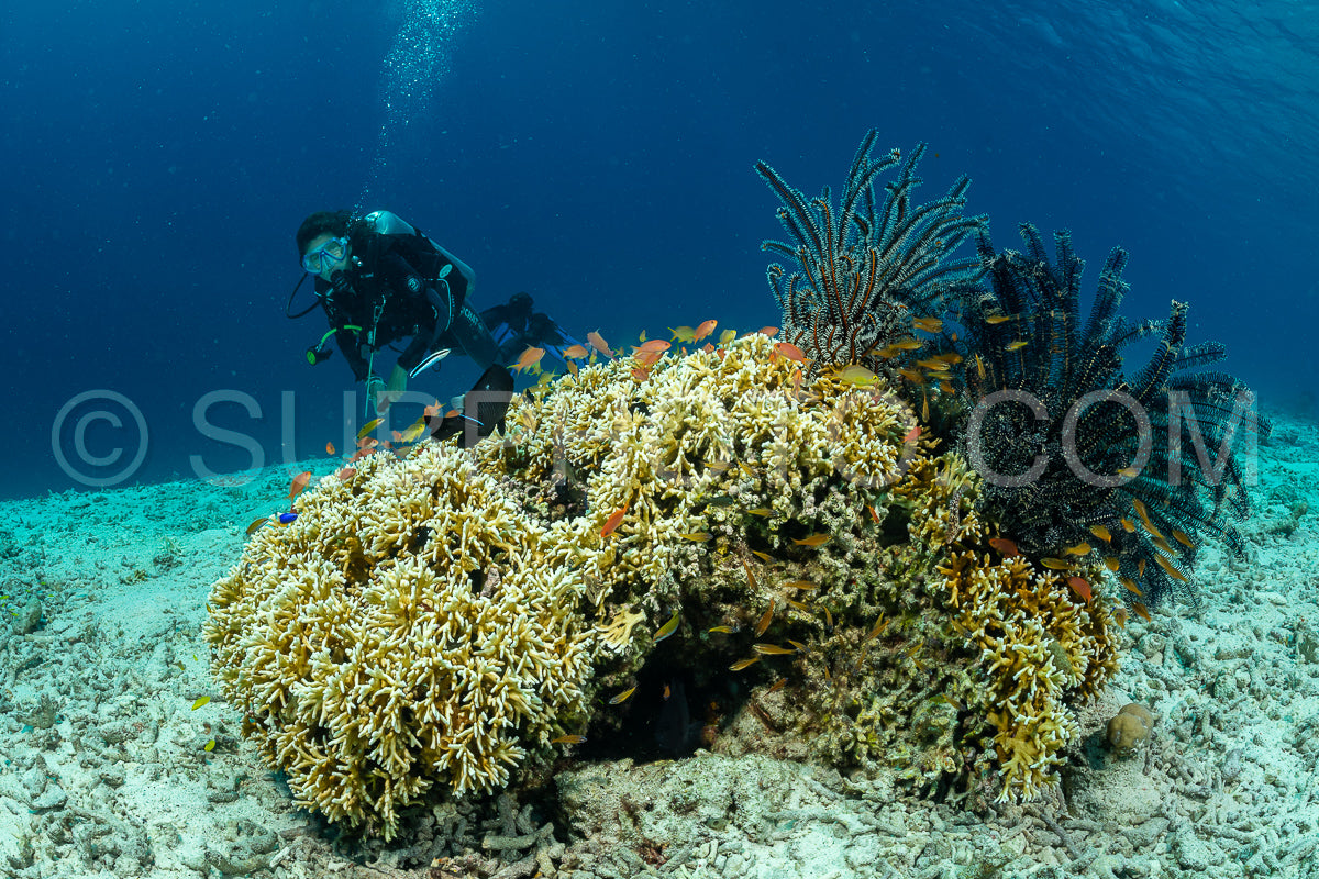 woman diver over a coral reef