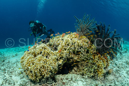 woman diver over a coral reef