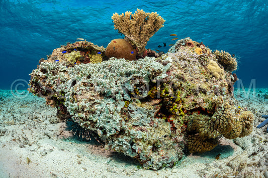 soft and hard coral reef with school of colorful fish