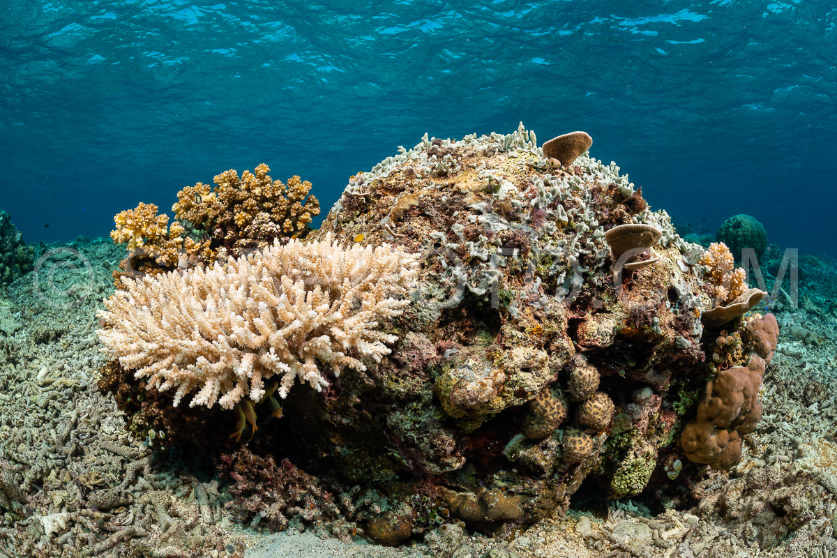 Photo de récif de coraux mous et durs avec un banc de poissons colorés