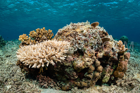 soft and hard coral reef with school of colorful fish