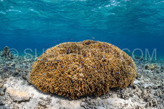 soft and hard coral reef with school of colorful fish