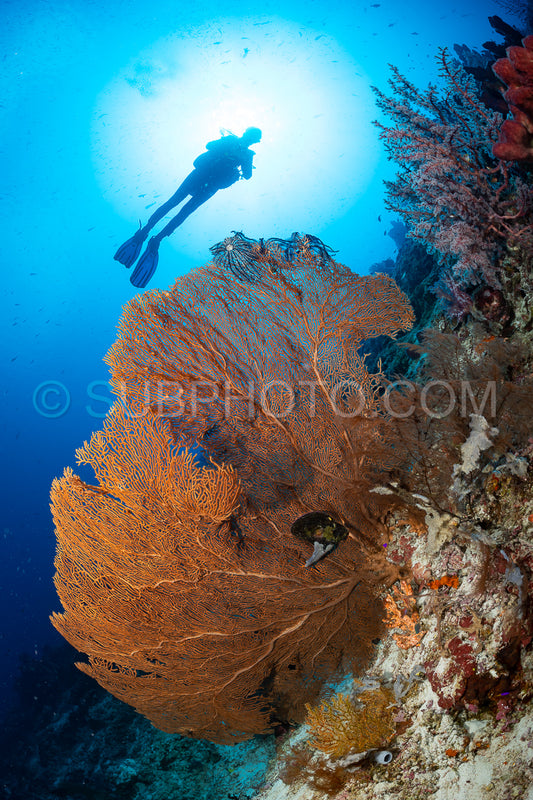 woman diver with gorgonian