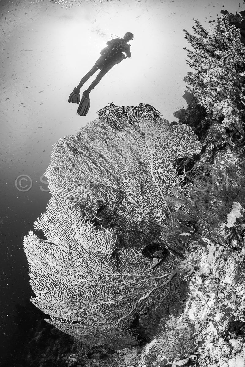 woman diver with gorgonian