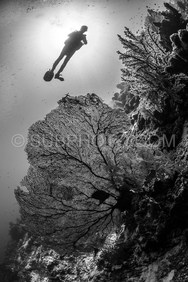 woman diver with gorgonian