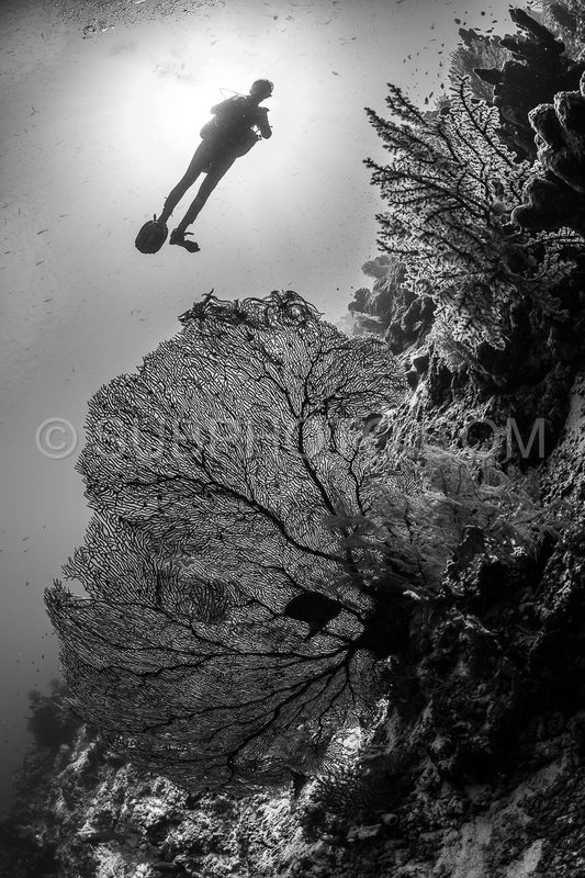 woman diver with gorgonian
