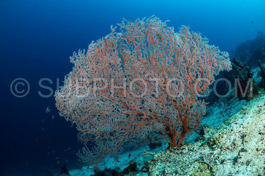 soft and hard coral reef with school of colorful fish