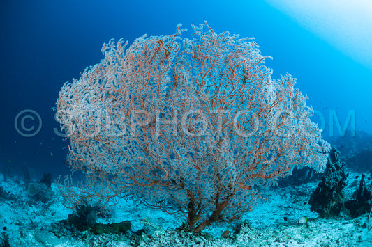 soft and hard coral reef with school of colorful fish