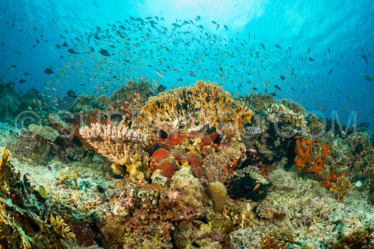 soft and hard coral reef with school of colorful fish