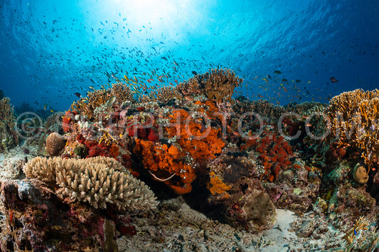 soft and hard coral reef with school of colorful fish