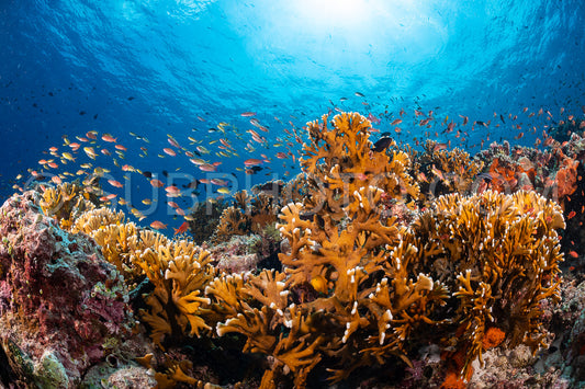 soft and hard coral reef with school of colorful fish