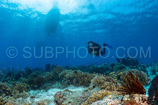 woman diver over a coral reef