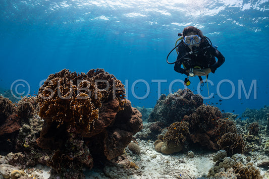 woman diver over a coral reef