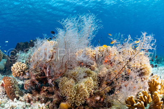 soft and hard coral reef with school of colorful fish