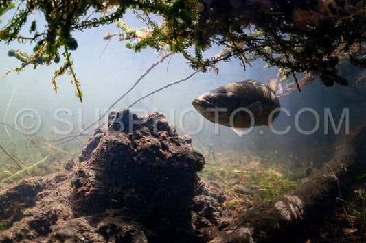 Photo de black bass dans le lac de Biscarosse