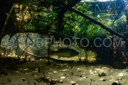 Photo de black bass dans le lac de Biscarosse