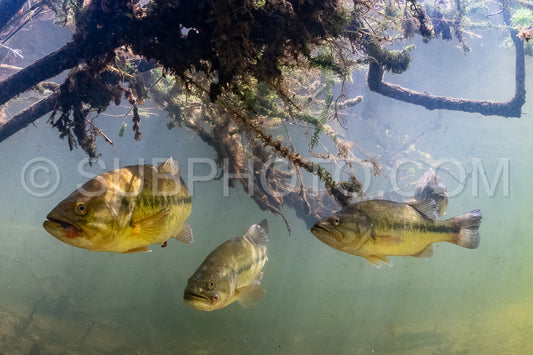 Photo de black bass dans le lac de Biscarosse