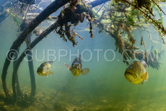Photo de black bass dans le lac de Biscarosse