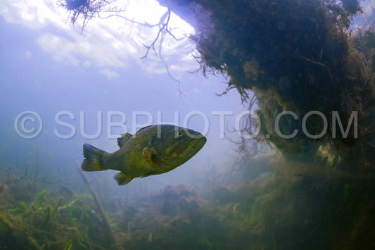 Photo de black bass dans le lac de Biscarosse