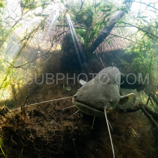 wels catfish