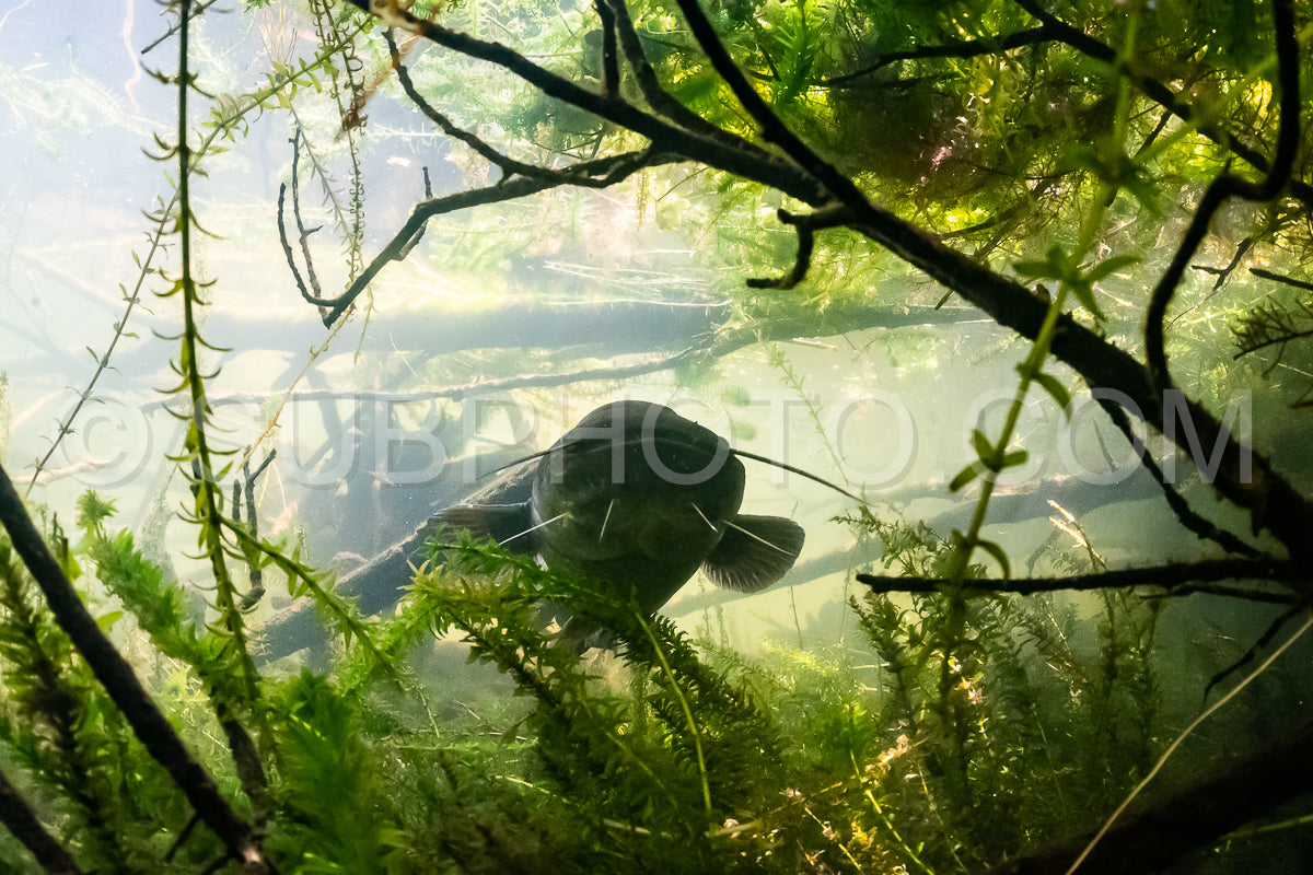 wels catfish