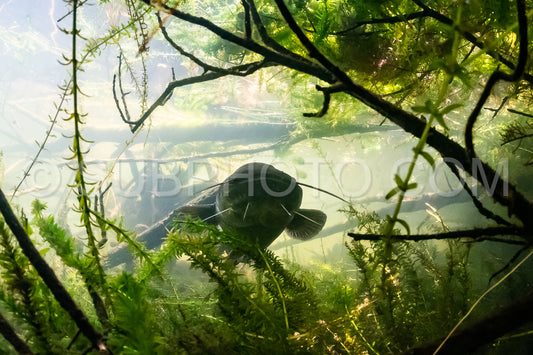 wels catfish