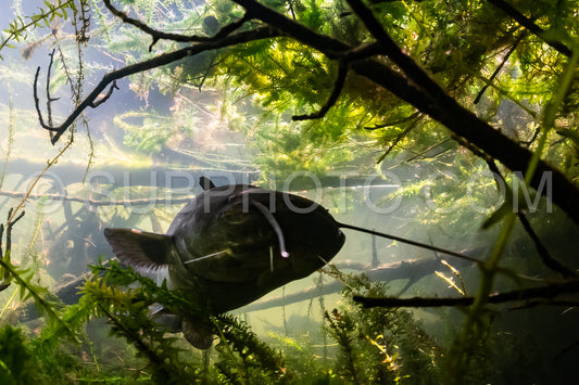 wels catfish