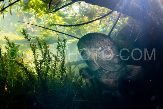 wels catfish