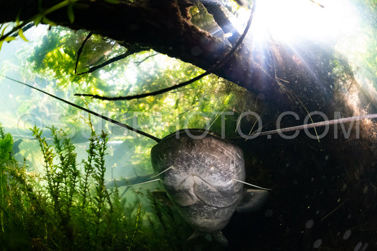 wels catfish