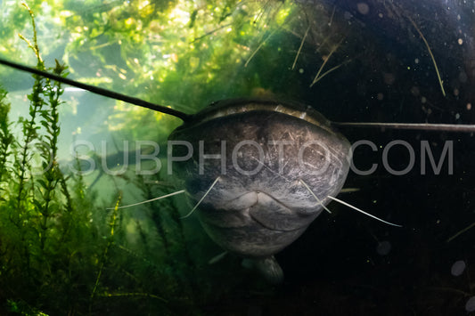 wels catfish
