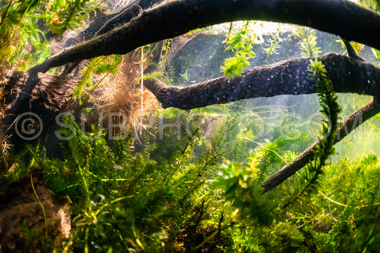 underwater view of a lake shore