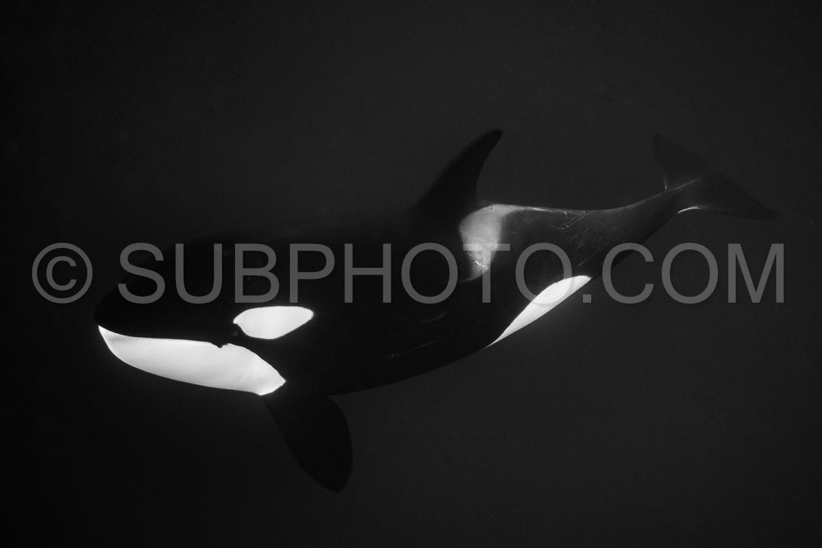orcas or killer whales in KvÃ¦nangen fjord in Norway hunting for herrings