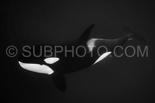 orcas or killer whales in KvÃ¦nangen fjord in Norway hunting for herrings