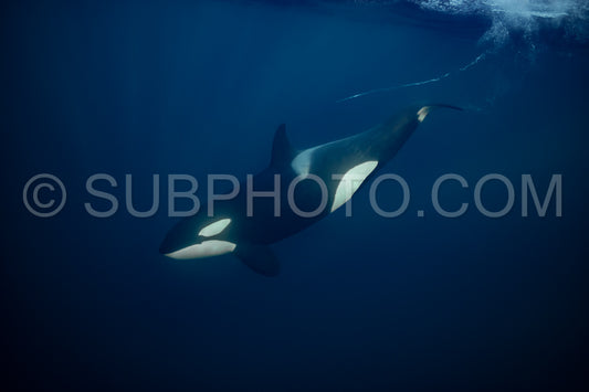 orcas or killer whales in KvÃ¦nangen fjord in Norway hunting for herrings