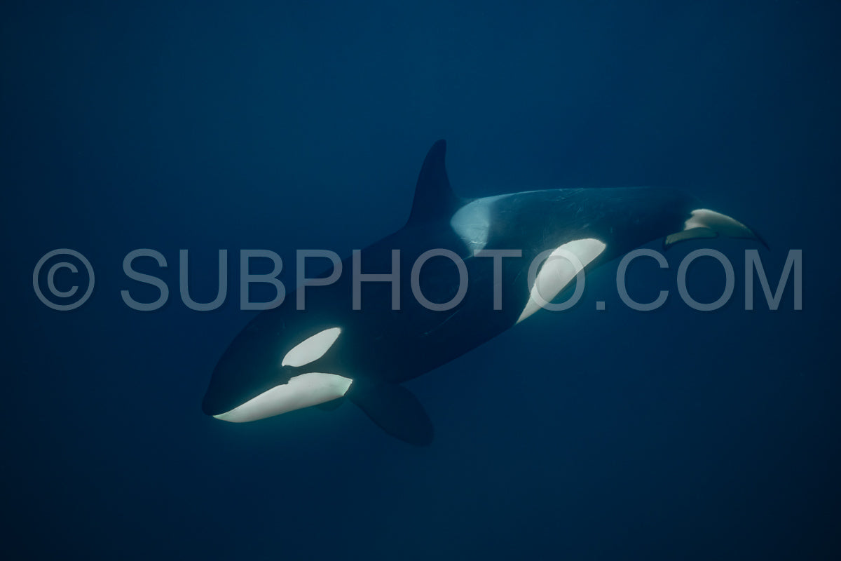 orcas or killer whales in KvÃ¦nangen fjord in Norway hunting for herrings