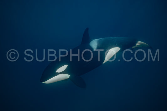 orcas or killer whales in KvÃ¦nangen fjord in Norway hunting for herrings