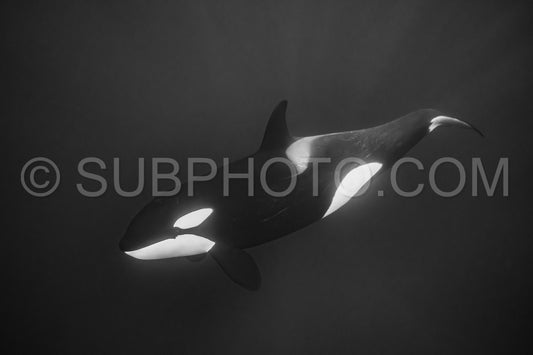 orcas or killer whales in KvÃ¦nangen fjord in Norway hunting for herrings