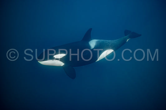 orcas or killer whales in KvÃ¦nangen fjord in Norway hunting for herrings